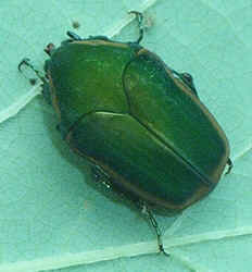 0802c.jpg (56540 bytes)