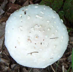 0828Gemmed Amanita a.jpg (58722 bytes)