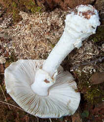 0828 Gemmed Amanita b.jpg (70705 bytes)