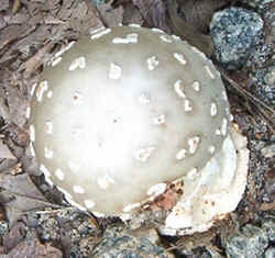 0828 Gemmed Amanita c.jpg (66331 bytes)