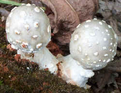 0828 Gemmed Amanita d.jpg (54470 bytes)