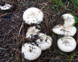 0831 Green-spored Lepiota b.jpg (68774 bytes)