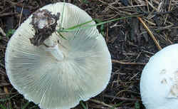 0831 Green-spored Lepiota c.jpg (47455 bytes)