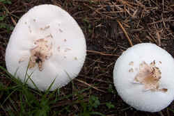 0831 Green-spored Lepiota d.jpg (49658 bytes)