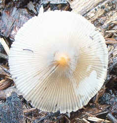 0831 White Dunce Cap a.jpg (67743 bytes)