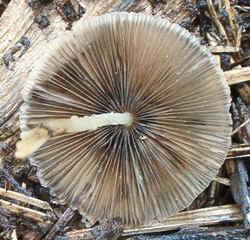 0831 White Dunce Cap b.jpg (78869 bytes)