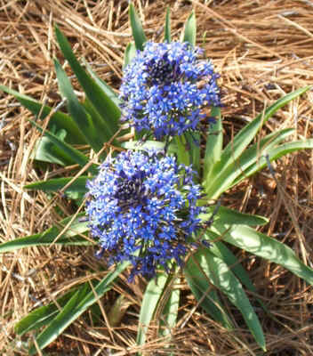 Allium.jpg (180528 bytes)