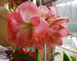 Amarrlis013103a.JPG (51161 bytes)