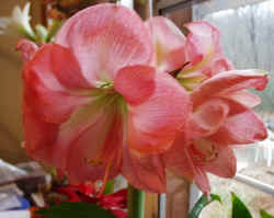 Amarrlis013103b.JPG (47841 bytes)
