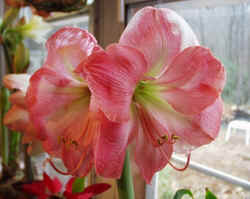 Amarrlis013103c.JPG (50465 bytes)