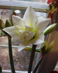 Amarrlis013103d.JPG (44394 bytes)