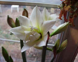 Amarrlis013103e.JPG (45916 bytes)