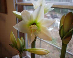 Amarrlis013103g.JPG (43654 bytes)