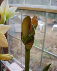 Amarrlis013103h.JPG (45114 bytes)