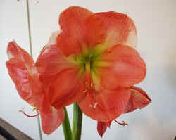 Amaryllis011503a.JPG (42355 bytes)