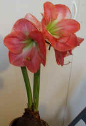 Amaryllis011503c.JPG (34620 bytes)