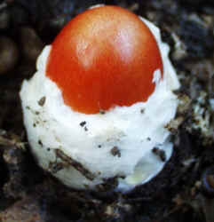 American Ceasers Mushroom0929a.JPG (54825 bytes)