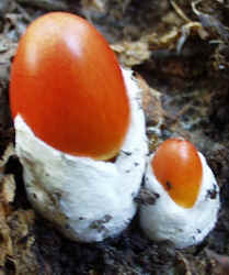 American Ceasers Mushroom0929c.JPG (53798 bytes)