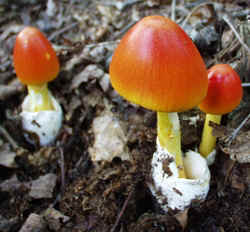 American Ceasers Mushroom0929d.JPG (65834 bytes)