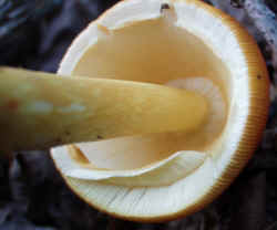 American Ceasers Mushroom0929f.JPG (41555 bytes)