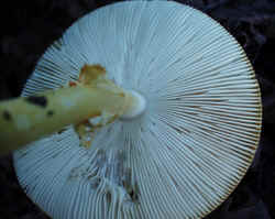 American Ceasers Mushroom0929h.JPG (48242 bytes)