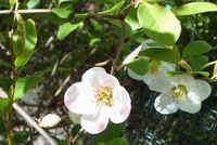 Anemone Camilla.jpg (34800 bytes)