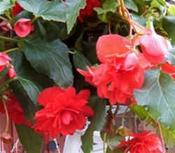 Angel Wing Begonia0506.jpg (56798 bytes)