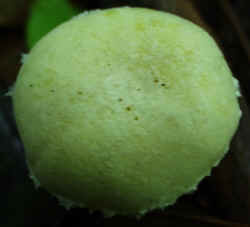 Anisescented Clitocybe0922a.JPG (40996 bytes)