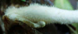 Anisescented Clitocybe0922c.JPG (21821 bytes)