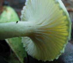 Anisescented Clitocybe0922d.JPG (39528 bytes)