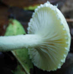 Anisescented Clitocybe0922e.JPG (44544 bytes)