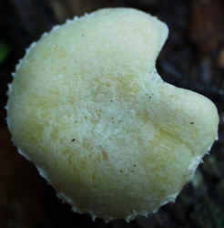 Anisescented Clitocybe0922f.JPG (49994 bytes)