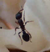 Ant0920.JPG (21514 bytes)