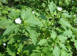 Apple of Peru0823a.jpg (66287 bytes)