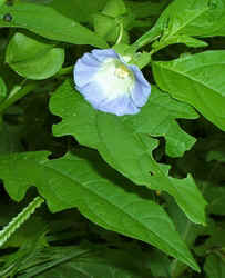 Apple of Peru0828a.jpg (56242 bytes)