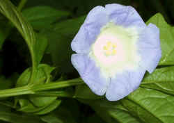 Apple of Peru0828b.jpg (39692 bytes)