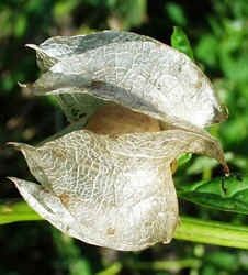 Apple of Peru1001a.JPG (63798 bytes)