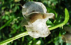 Apple of Peru1001b.JPG (42681 bytes)