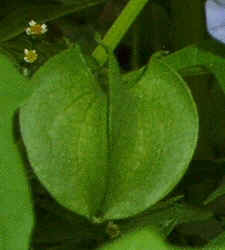 Apple of Peru Fruit0828.jpg (53207 bytes)