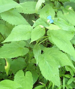Asiatic Dayflower1.jpg (80668 bytes)
