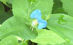 Asiatic Dayflower2.jpg (38352 bytes)