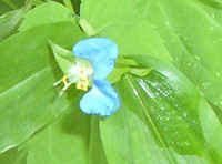 Asiatic Dayflower4.jpg (30695 bytes)
