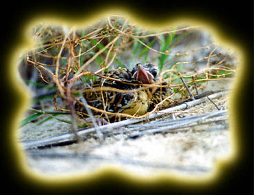 BabyBird.jpg (32143 bytes)