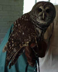 Barred Owl1003a.JPG (46470 bytes)