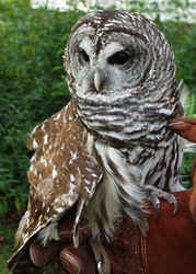Barred Owl1003d.JPG (57256 bytes)