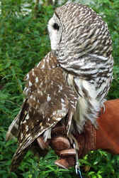 Barred Owl1003e.JPG (58564 bytes)