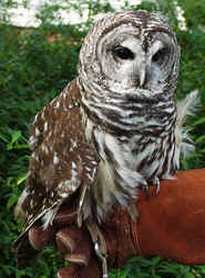 Barred Owl1003f.JPG (59990 bytes)