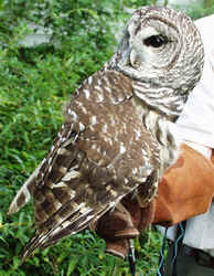 Barred Owl1003g.JPG (66689 bytes)