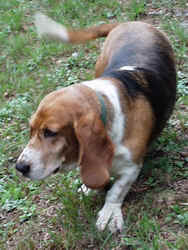 Basset Hound 0920a.JPG (59885 bytes)