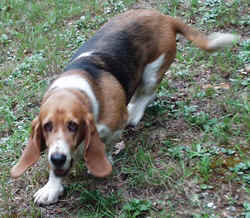 Basset Hound 0920b.JPG (75090 bytes)